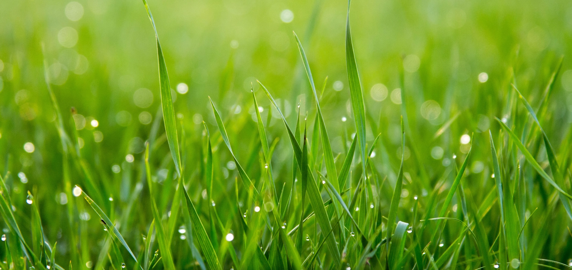 Wet grass